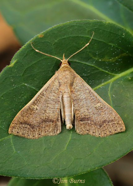 Undescribed Renia species, Arizona--8689