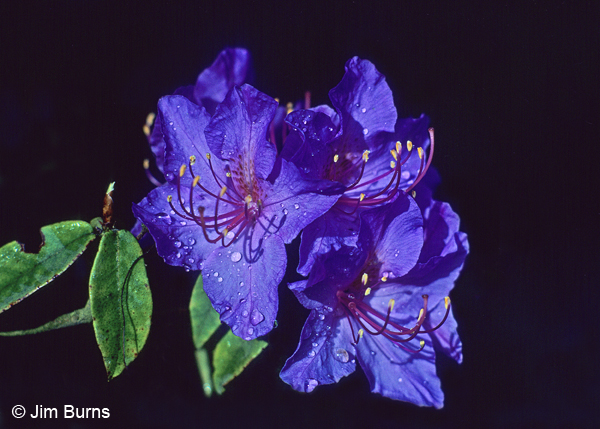 Rhododendron, Washington