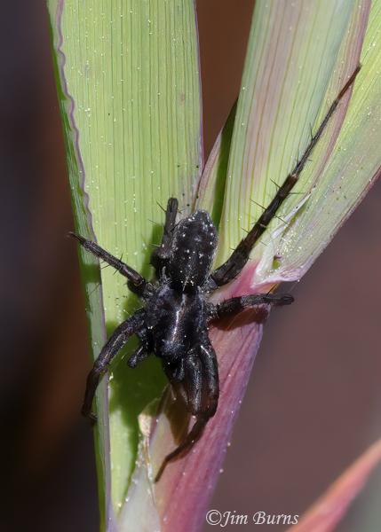 Ribbon Jumping spider, Arizona--7168