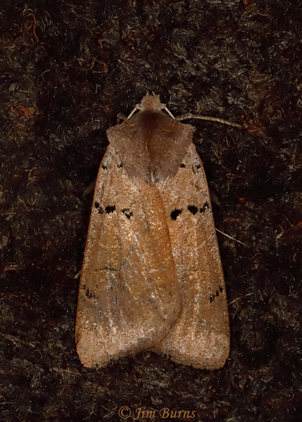 Richia parentalis, Arizona--1529