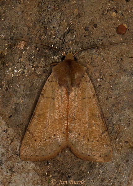 Richia chortalis, Arizona--1459