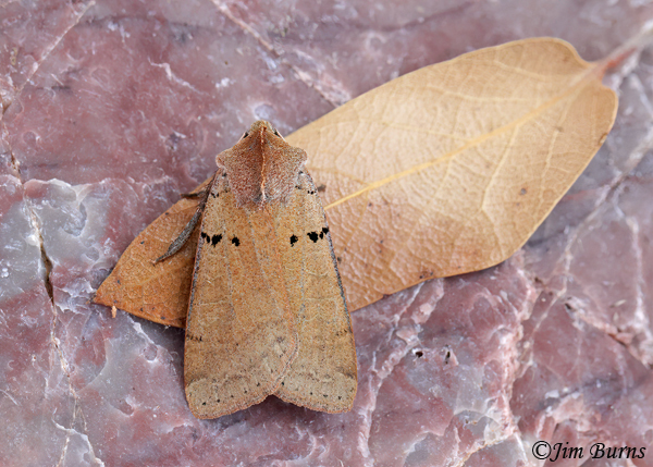 Richia parentalis, Arizona--6076