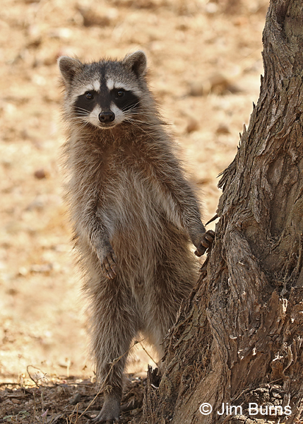 Ricky sneaking around