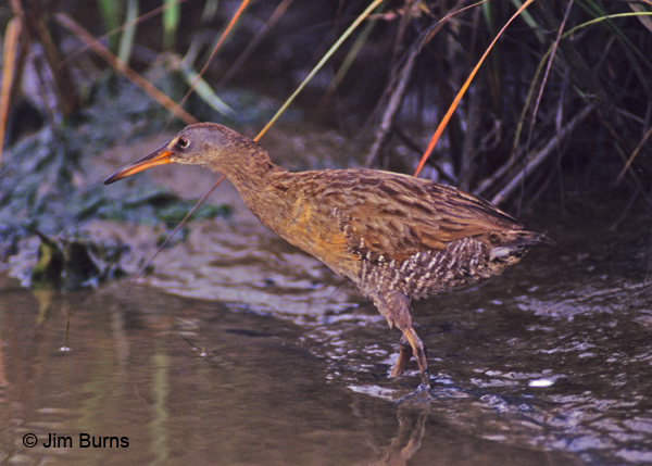 Ridgway's Rail stalking prey