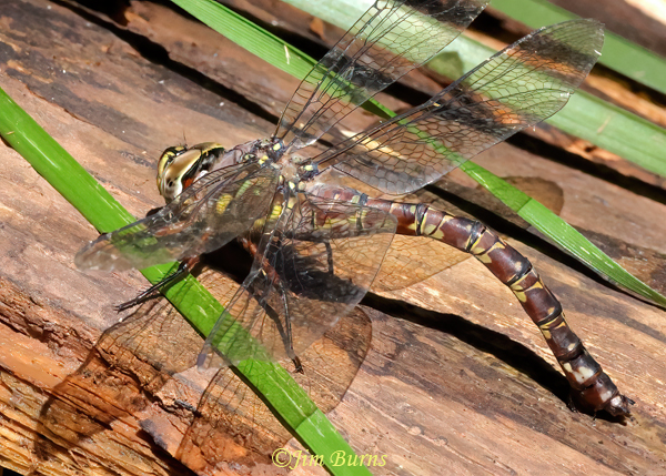 Riffle Darner female ovipositing in wet log #2, Gila Co., AZ, August 2023--0356