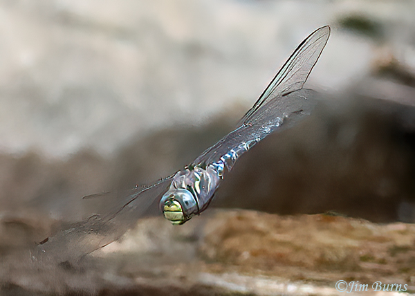 Riffle Darner male in flight, Gila Co., AZ, August 2023--0677