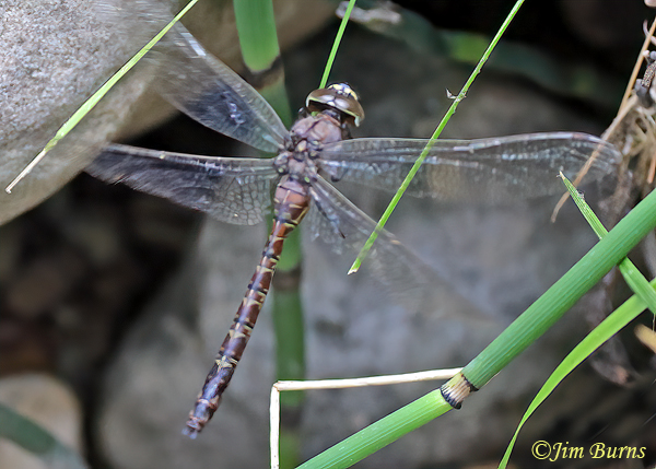 Riffle Darner female in flight, Gila Co., AZ, August 2023--0839