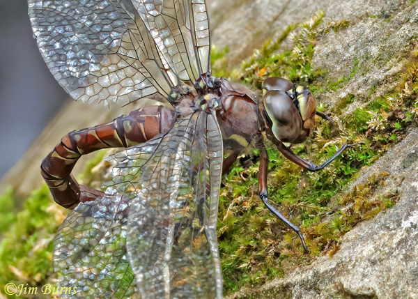 Riffle Darner heteromorph female ovipositing on mossy boulder, Gila Co., AZ, August 2023--0867