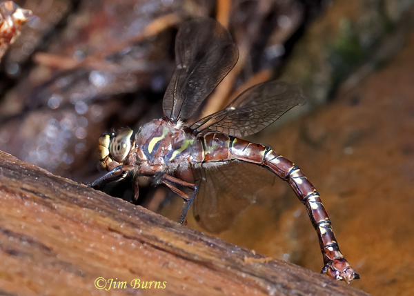 Riffle Darner heteromorph female ovipositing in damp log, Gila Co., AZ, August 2023--1516