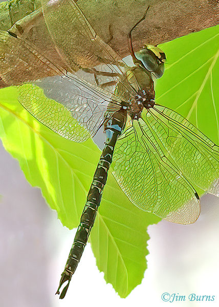 Riffle Darner male hanging up (unposed), Gila Co., AZ, August 2023--1764