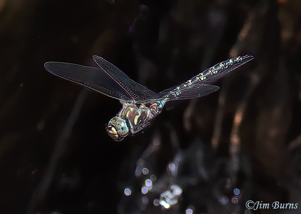 Riffle Darner male in flight 2, Gila Co. AZ, August 2023--1949