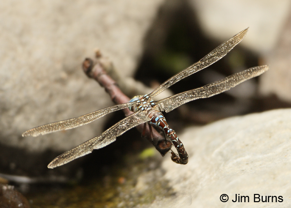 Riffle Darner andromorph female ovipositing in woody stem, Coconino Co., AZ, July 2012
