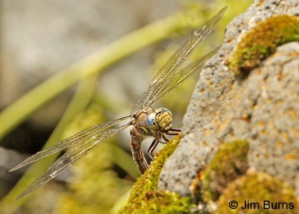 Riffle Darner andromorph female, ovipositing on mossy rock, Coconino Co., AZ, July 2012