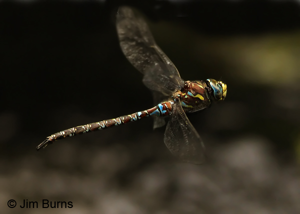Riffle Darner male in flight, Coconino Co., AZ, July 2012