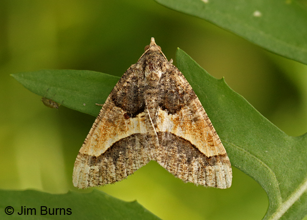 Rindgea hypaethrata, worn individual with beetle, Arizona