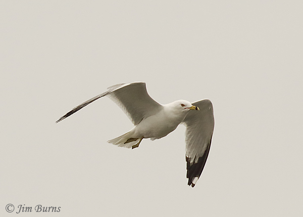 Ring-billed Gull winter in flight #2--7647
