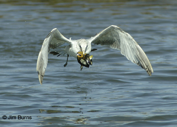 Ring-billed Gull 1st winter with clamshell