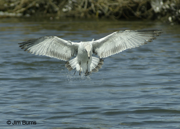 Ring-billed Gull 1st winter showing underwing