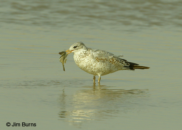 Ring-billed Gull juvenile with fish carcass