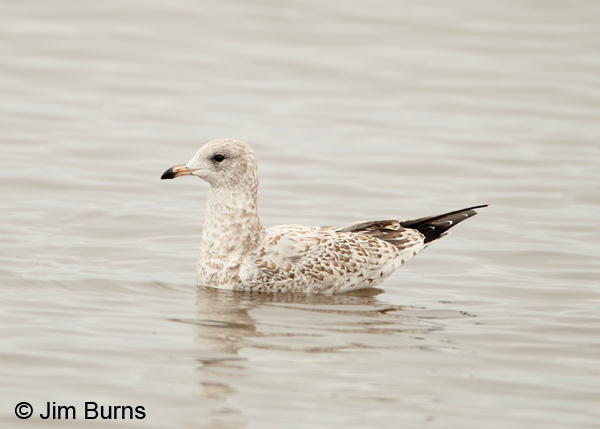 Ring-billed Gull juvenile
