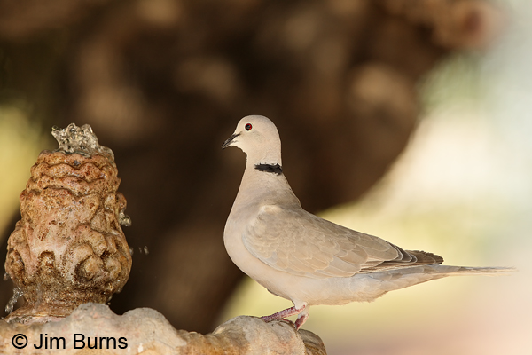 Ringed Turtle-Dove at fountain