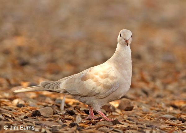 Ringed Turtle-Dove juvenile #2