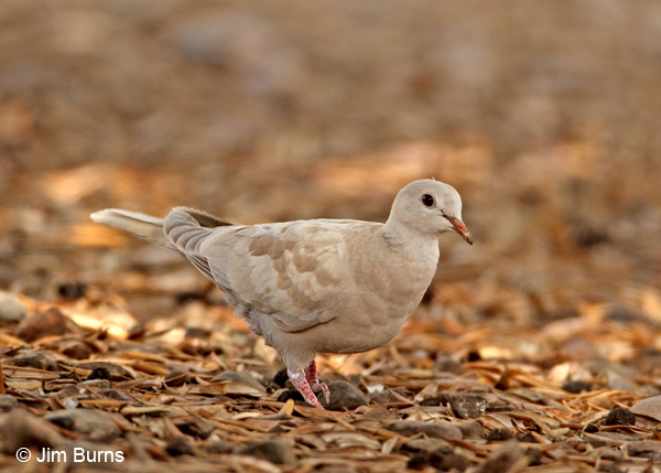 Ringed Turtle-Dove juvenile