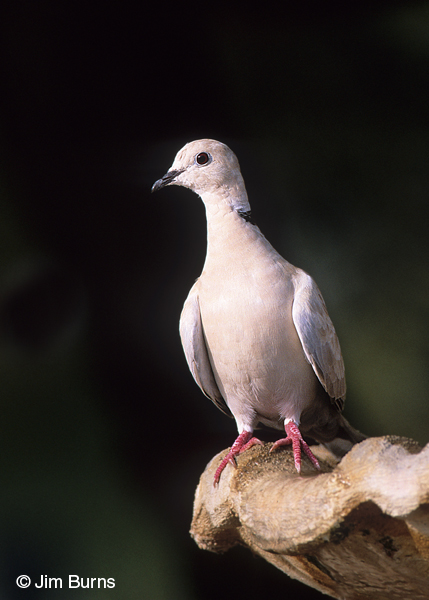 Ringed Turtle-Dove ventral view