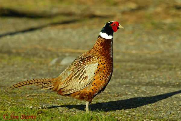 Ring-necked Pheasant