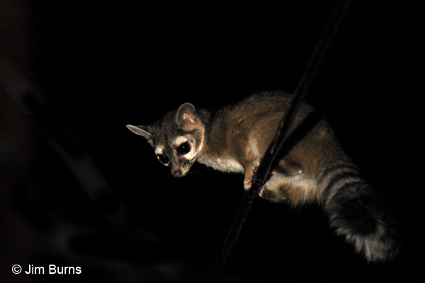 Ringtail