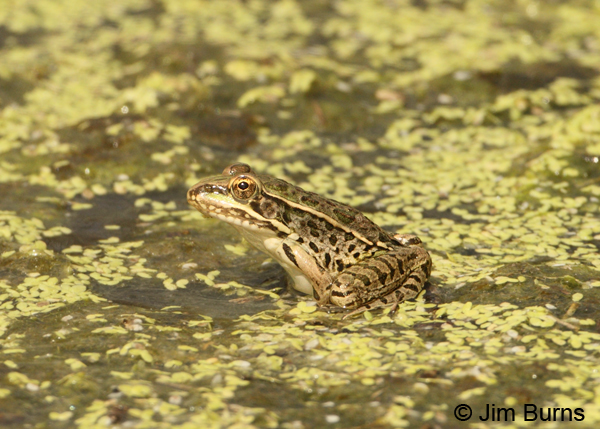 Rio Grande Leopard in pond