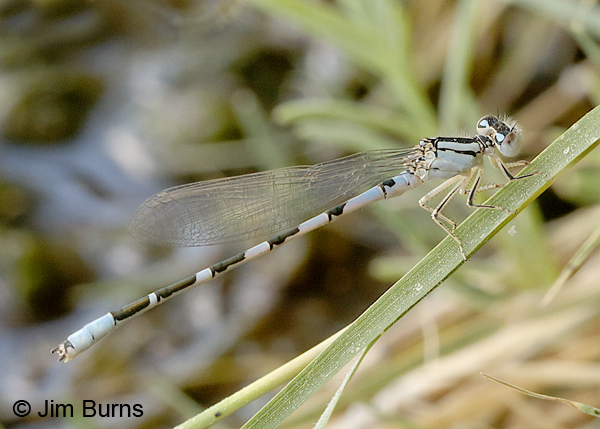 River Bluet immature male, Tooele Co., UT, July 2016
