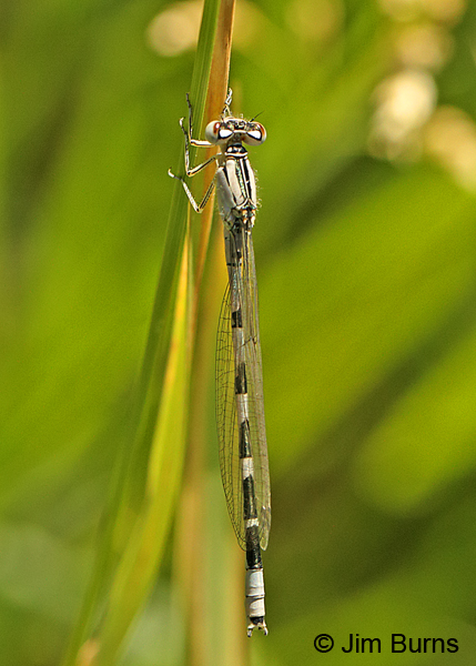 River Bluet immature male, Beaver Co., UT, July 2016