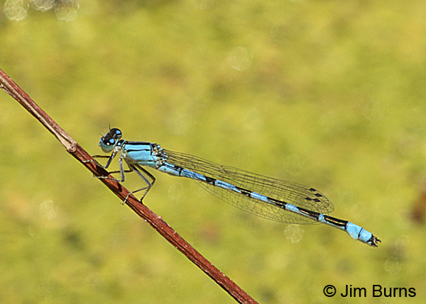 River Bluet male, Beaver Co., UT, July 2016