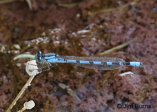 River Bluet male, Tooele Co., UT, July 2016