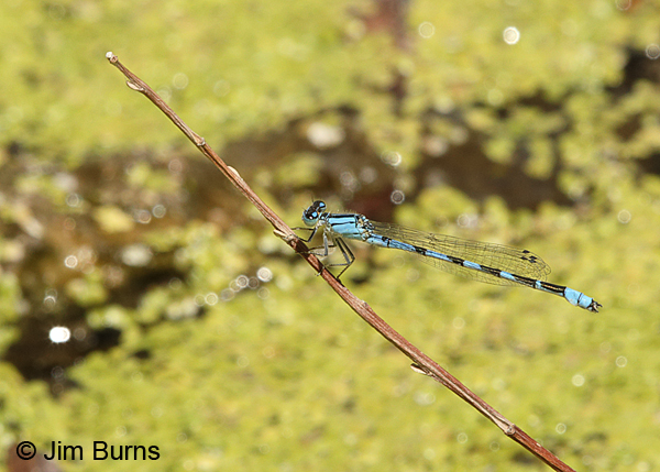 River Bluet male #2, Beaver Co., UT, July 2016