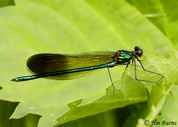 River Jewelwing male, Pine Co., MN, June 2019--3489