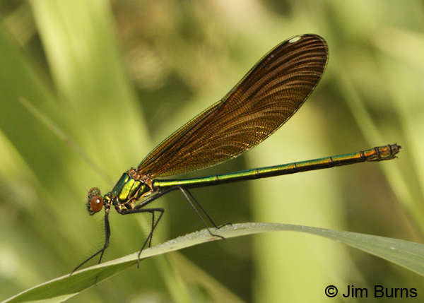 River Jewelwing female, Lake Co., MN, July 2012