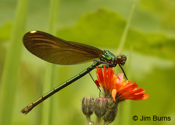 River Jewelwing female on Orange Hawkweed, Rusk Co., WI, June 2014