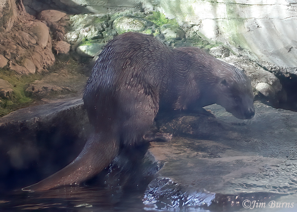 Northern River Otter onshore--3917