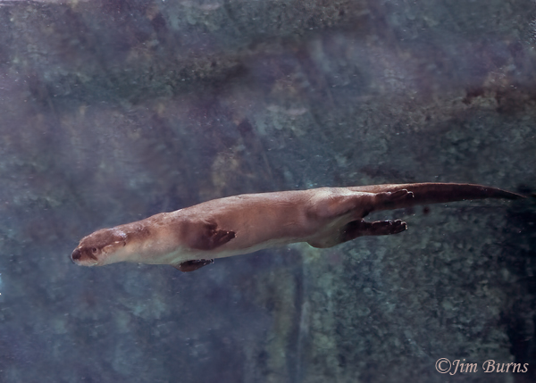 Northern River Otter swimming--3983