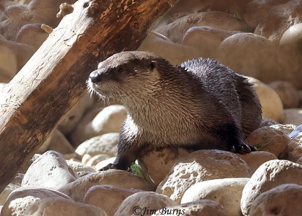 Northern River Otter onshore #2--4091