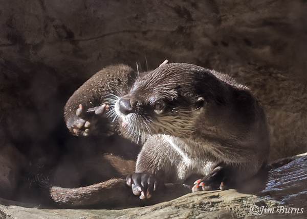 Northern River Otter cleaning--4148