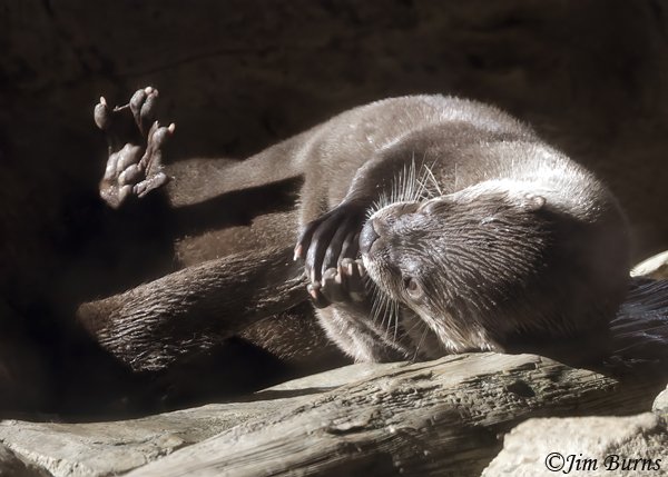 Northern River Otter chewing on tail--4214
