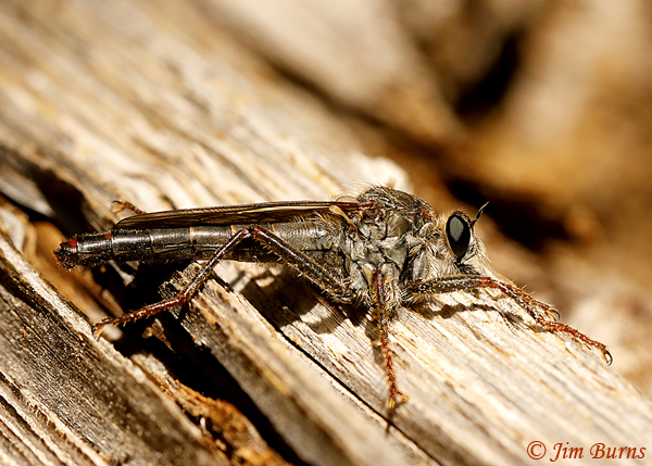 Stenopogon inquinatus female, Arizona--3910