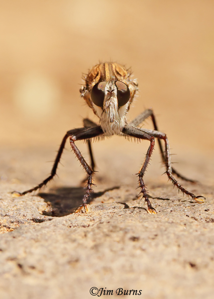 Efferia rapax male face shot, Arizona--7603--2
