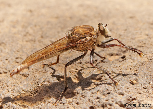 Efferia rapax male with fly, Arizona--7642--2