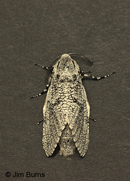 Robin's Carpenterworm Moth female on black, Arizona