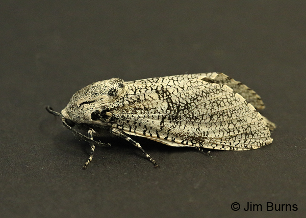 Robin's Carpenterworm Moth female dorsolateral view, Arizona