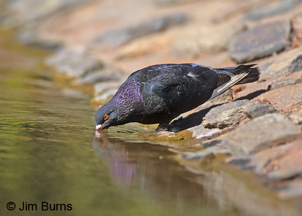 Rock Pigeon drinking